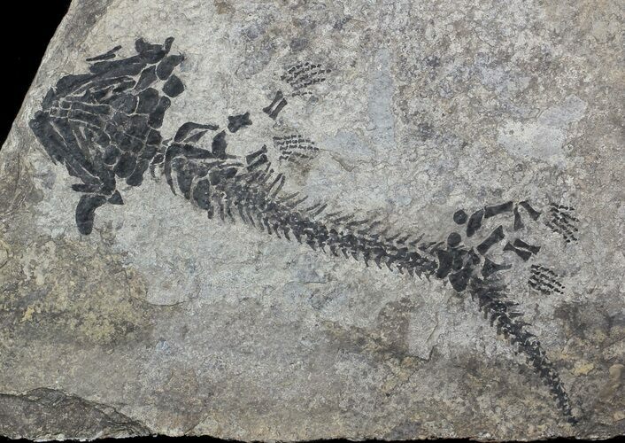 Discosauriscus (Early Permian Reptiliomorph) #62692